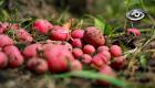 Desde 1981, este banco resguarda más de 18.000 semillas nativas, muchas en peligro de desaparecer. Aquí no se guarda dinero, sino biodiversidad vital para el futuro alimentario del planeta.