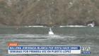 Una ballena jorobada blanca fue vista por primera vez en Puerto López, provincia de Manabí. Investigadores confirman que solo existen dos registros similares en el mundo.

Un reportaje de Ricardo Cruzatty