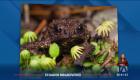 Investigadores de la fundación Ecominga, el Instituto Nacional de Biodiversidad y la academia encontraron una nueva especie de sapo. El género es endémico de los andes e incluye once linajes diferenciados de pequeños sapos.

Un reportaje de Nathalie Jiménez