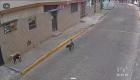 Un grupo de perros tiene atemorizado a los moradores de San Francisco de Puengasí, en el sur de Quito. Uno de los canes atacó a un adulto mayor. 

Un reportaje de Juan Miguel Rodríguez