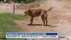 La Fundación GAAN, dedicada al rescate y cuidado de perros en Quito, enfrenta una crisis económica que pone en riesgo su labor diaria. La organización busca apoyo de la ciudadanía para mantener a los animales rescatados que requieren alimentación, medicinas y atención veterinaria.

Un reportaje de Gustavo Jaramillo