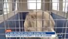 Tras un operativo ejecutado en Guamaní y Quitumbe, al sur de Quito, la Agencia Metropolitana de Control inició dos procesos de sanción por maltrato animal y encierro. Las personas involucradas podrían enfrentar una multa de más de 5 mil dólares.

Un reportaje de Juan Miguel Rodríguez