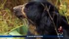 Los osos andinos son la única especie de oso en Sudamérica. En los últimos días, la comunidad de la parroquia de Nono ha reportado la presencia de estos animales en el bosque. Sin embargo, para algunos comuneros representan una amenaza.

Un reportaje de Nathalie Jiménez