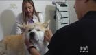 Cada vez más dueños de mascotas recurren a la acupuntura ancestral como método terapéutico. Esta práctica milenaria ayuda a aliviar dolores, mejorar el bienestar general y complementar la salud de perros y gatos.