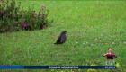 Las aves migratorias que habitan en el campus de la Universidad Técnica Particular de Loja se han convertido en un símbolo de equilibrio ambiental y biodiversidad. Cada año, decenas de especies llegan a este espacio en busca de refugio y alimento.

Un reportaje de Nathalie Jiménez