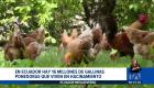 Un proyecto busca transformar las condiciones de vida de las gallinas ponedoras en Ecuador. 

Un reportaje de Nathalie Jiménez