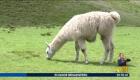 Las llamas son animales que se caracterizan por ser sociales y son nativas del Ecuador.

Un reportaje de Nathalie Jiménez