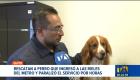 La Unidad de Bienestar Animal rescató al perro que ingresó a los rieles del Metro de Quito y obligó a suspender el servicio por varias horas. El animal se encuentra en buen estado de salud y, si no aparece su tutor, será dado en adopción.

Un reportaje de Nathalie Jiménez
