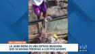 Pescadores artesanales de Esmeraldas reportan pérdidas en sus capturas por la presencia de esta especie que provoca un alza en el precio del camarón. Un reportaje de Sofía Weir