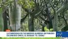 Sozoranga, en la provincia de Loja, invita a descubrir "El Ceibal", un ecosistema único de bosque seco que se convierte en un referente para el turismo. Un reportaje de María del Rocío Coronel.