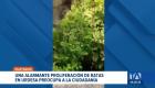 La acumulación de desechos en las calles del norte de Guayaquil ha disparado la presencia de roedores. Expertos advierten sobre el riesgo de enfermedades. Un reportaje de Camila Guevara