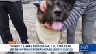 Dos mascotas lograron reencontrarse con sus dueños gracias a que portaban sus placas. La Unidad de Bienestar Animal recalca la importancia de la identificación. Un reportaje de Mishell Villacís