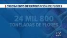 La temporada de mayo se consolida como la más exitosa para el sector florícola. La masiva salida de flores posiciona a Ecuador como un referente. Un reportaje de Camila Guevara