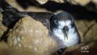 Paola Sangolquí, bióloga marina y activista ambiental, comparte su trabajo para conservar al petrel, una de las aves emblemáticas y endémicas de Galápagos.