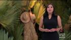 Descubrimos el origen de la paja toquilla, una planta emblemática, que con sus fibras dan vida al emblemático sombrero ecuatoriano. Un reportaje de Nathalie Jiménez