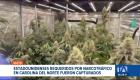 Policía allanó laboratorio de marihuana y localizó a dos extranjeros prófugos de la justicia norteamericana. Un reportaje de Catalina García