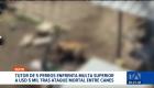 La Unidad de Bienestar Animal inició un proceso sancionatorio contra el dueño de cinco mascotas debido a una omisión de custodia segura. Un reportaje de Brigette Mancheno