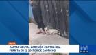 Un nuevo caso de maltrato animal encendió las alertas en el sur de Quito. Video muestran como un hombre golpea violentamente a una perrita. Un reportaje de Juan Miguel Rodríguez