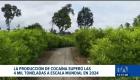 El último reporte de las Naciones Unidas destaca la contaminación de cargamentos y revela una producción mundial sobre 4 mil toneladas. Un reportaje de Bernarda Cevallos