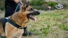 ¿Se han puesto a pensar cómo ven el mundo los perros a través de su nariz? Preguntamos a los expertos cómo su extraordinaria capacidad olfativa les permite anticiparse a emergencias médicas y salvar vidas en desastres junto a los rescatistas.