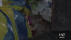 Ciudadanos reportan una notable presencia de ratas durante las noches en el centro de Guayaquil. Este problema coincide con los desechos acumulados. Un reportaje de Jazmín Solís