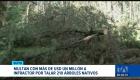 La AMC emitió la sanción tras constatar la remoción de las especies y el grave impacto ambiental causado al ecosistema local en la capital. Un reportaje de Mishell Villacís
