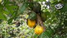 Un fruto tradicional de las zonas rurales del Ecuador, emparentado con la papaya, pero de menor tamaño, se resiste. Este reportaje profundiza en la historia y el valor cultural de un cultivo que sostiene la memoria agrícola de las comunidades frente a la pérdida de saberes ancestrales.