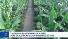 La entidad identificó dos predios con Fusarium Raza 4 en El Oro, donde aplica protocolos estrictos frente al riesgo de precipitaciones intensas. Un reportaje de Astrid Singre