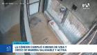 La pequeña ave crece saludable en el Bioparque Amaru, convirtiéndose en un hito y una nueva esperanza para la conservación de esta especie emblemática. Un reportaje de Iván Rodríguez