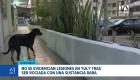El hecho quedó registrado en videos de seguridad. Este noticiero acudió al punto para constatar la condición de salud de la mascota. Un reportaje de Camila Guevara