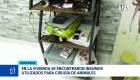Autoridades rescataron a varias mascotas durante el operativo de control e instaron a la ciudadanía a denunciar establecimientos que operen de forma irregular. Un reportaje de Camila Guevara