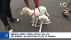 En el marco de la festividad de San Francisco de Asís, templos y espacios comunitarios de ambas ciudades acogieron ceremonias religiosas dirigidas a los animales de compañía. Un reportaje de Camila Guevara