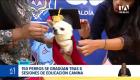 Las jornadas de adiestramiento y tenencia responsable tuvieron lugar en los parques La Carolina y Carolo, culminando con un evento simbólico de graduación para las mascotas. Un reportaje de Gustavo Jaramillo