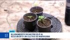 Dos hombres fueron aprehendidos en Quito tras el hallazgo de un cultivo hidropónico y la retención de cuatro tortugas oreja roja presuntamente ingresadas desde Colombia. Un reportaje Valeria Velasco