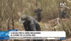 La Federación Nacional de Azucareros asegura que existe abastecimiento en el país, pero tramita licencias de importación para garantizar la demanda y estabilizar los costos. Un reportaje de Bernarda Cevallos