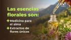 Alexandra Mena, creadora de esencias florales, comparte cómo elabora sus preparados con flores de la Amazonía, las montañas y los valles del Ecuador para trabajar las emociones mediante la terapia vibracional.