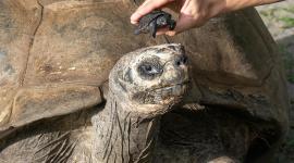 Goliat no mantiene ningún vínculo con su cría, tal como es habitual con las tortugas.