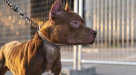 Autoridades investigan incidente entre un perro de raza pitbull y una niña de cuatro años en Guayas. Foto de mascota referencial