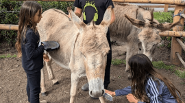 En una granja interactiva, los niños y adultos pueden tener un contacto directo con animales.