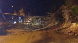 Un árbol se cayó en la vía vía Moncayo – Catzuquí afectado postes y tendido eléctrico