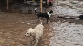 Un refugio de perritos resultó afectado por el desbordamiento de ríos en Chone.