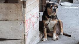 Logan fue rescatado de una terraza en la que vivía encadenado.