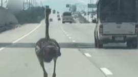 Momento en que el ave corre por la carretera