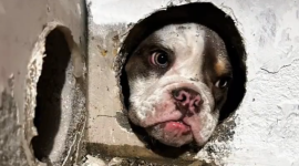 Una perrita quedó atrapada en la pared de una vivienda en Quito; la cachora ya fue liberada