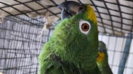 Loros verdes en una jaula.