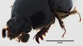 El nuevo escarabajo pertenece a la subfamilia Bolboceratidae