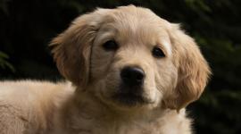Una ley busca que las mascotas sean enterradas junto con sus dueños, en Uruguay.