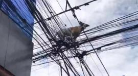 Un trabajador de telecomunicaciones, el conductor de un volquete y el dueño del animal participaron en el rescate del perro