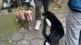 Un perro murió luego de una pelea en el sur de Quito.