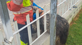Perrito que quedó atrapado en las rejas de una vivienda fue rescatado por los bomberos en Quito.